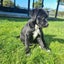Sox (Ellie's Canine Rescue & Rehome) Carousel 3