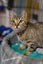 Lyla - 16 wks - Cat Care Ohoka Carousel 1
