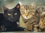 UB40 female 18 wks old - Cat Care Eyrewell Carousel 2