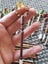 Vintage Lace making bobbins Carousel 6