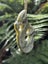 Pounamu Manaia Pendant - Manaia Awhiura Carousel 3