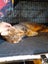 Brave Paws Cat Rescue - Cat - Rosie Carousel 8