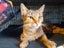 Brave Paws Cat Rescue - Cat - Rosie Carousel 2