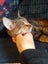 Brave Paws Cat Rescue - Cat - Rosie Carousel 7
