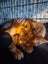 Brave Paws Cat Rescue - Cat - Rosie Carousel 6