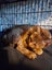 Brave Paws Cat Rescue - Cat - Rosie Carousel 9
