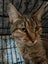 Brave Paws Cat Rescue - Cat - Rosie Carousel 10