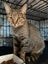 Brave Paws Cat Rescue - Cat - Rosie Carousel 11