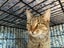 Brave Paws Cat Rescue - Cat - Rosie Carousel 3