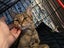 Brave Paws Cat Rescue - Cat - Rosie Carousel 12