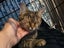 Brave Paws Cat Rescue - Cat - Rosie Carousel 5