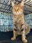 Brave Paws Cat Rescue - Cat - Rosie Carousel 1