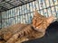 Brave Paws Cat Rescue - Cat - Rosie Carousel 4