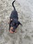 Fergus (Ellie's Canine Rescue & Rehome) Carousel 4