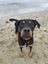 Fergus (Ellie's Canine Rescue & Rehome) Carousel 8