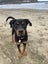Fergus (Ellie's Canine Rescue & Rehome) Carousel 9