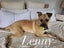 Lenny - Good with Other Dogs, Cats, Livestock and Children Carousel 1