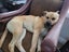 Lenny - Good with Other Dogs, Cats, Livestock and Children Carousel 3