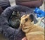 Lenny - Good with Other Dogs, Cats, Livestock and Children Carousel 4