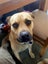 Lenny - Good with Other Dogs, Cats, Livestock and Children Carousel 5