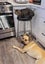 Lenny - Good with Other Dogs, Cats, Livestock and Children Carousel 6
