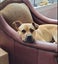 Lenny - Good with Other Dogs, Cats, Livestock and Children Carousel 7