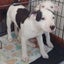 Oreo - Staffi X - BOI Animal Rescue Trust Carousel 1
