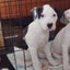 Oreo - Staffi X - BOI Animal Rescue Trust Carousel 2