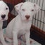 Reign - Staffi X - BOI Animal Rescue Trust Carousel 1