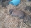 Mini Lop female - 11 months Carousel 2