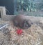 Mini Lop female - 11 months Carousel 3