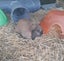 Mini Lop female - 11 months Carousel 4