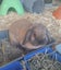 Mini Lop female - 11 months Carousel 1