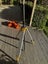 DJI D-RTK 2 Base Station Carousel 3
