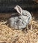 Jersey / Chinchilla & Netherland Dwarfs Carousel 1
