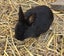 Jersey / Chinchilla & Netherland Dwarfs Carousel 4