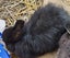 Jersey / Chinchilla & Netherland Dwarfs Carousel 5