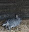 Jersey / Chinchilla & Netherland Dwarfs Carousel 6