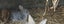 Jersey / Chinchilla & Netherland Dwarfs Carousel 7