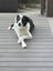 Rehoming Dog Carousel 1