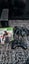 Xbox 360 250gb Slim controller and game included Carousel 2
