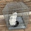 Pet Cage Carousel 4