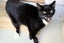 Cats Protection Canterbury - Mooshie Carousel 3