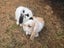 Rabbit mini lop Carousel 1
