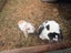 Rabbit mini lop Carousel 2