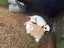 Rabbit mini lop Carousel 3