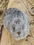 Jersey / Chinchilla & Netherland Dwarfs Carousel 8