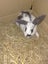 Purebred Dutch Kits #2 Carousel 1