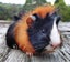 Guinea Pigs, Attractive and Healthy Carousel 1