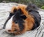 Guinea Pigs, Attractive and Healthy Carousel 2